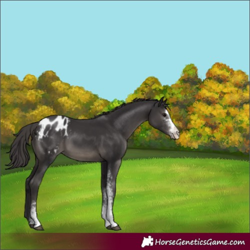Horse Color:Smoky Black Sabino Appaloosa 