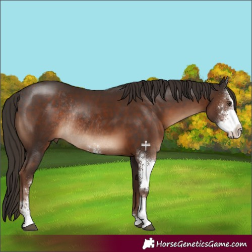 Horse Color:Liver Chestnut Sabino Rabicano 