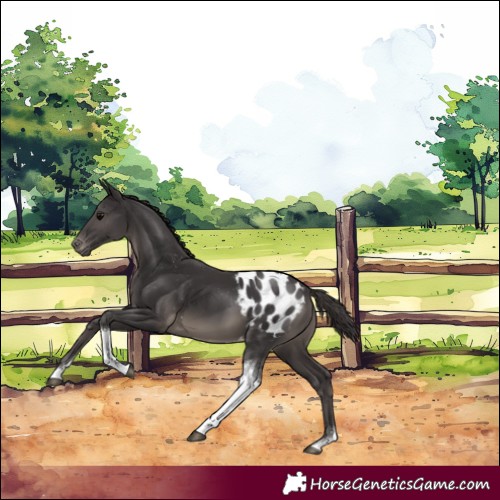 Horse Color:Smoky Black Tobiano Blanket 