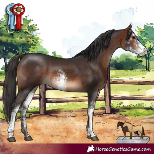 Horse Color:Bay Sabino Rabicano 
