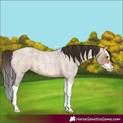 Horse Color:Bay Roan Dun Splash 