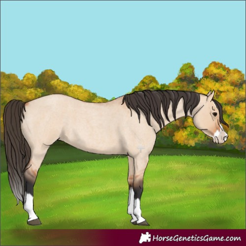 Horse Color:Bay Roan Dun Splash 