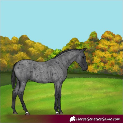 Horse Color:Blue Roan 