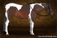Horse Color:Bay Tobiano 