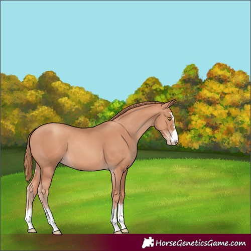 Horse Color:Gold Champagne 