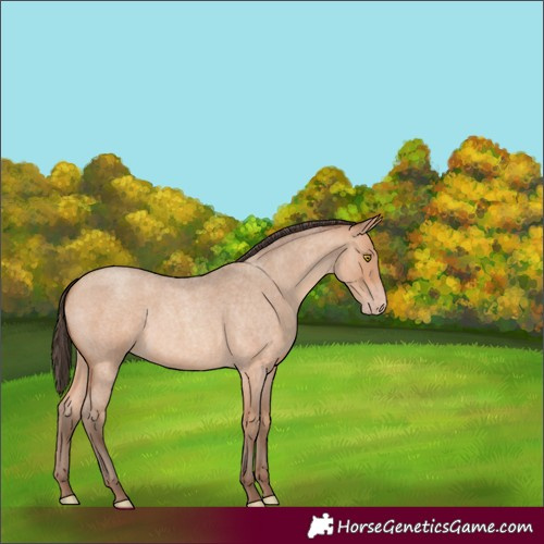 Horse Color:Amber Champagne Roan 