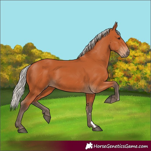 Horse Color:Silver Bay 