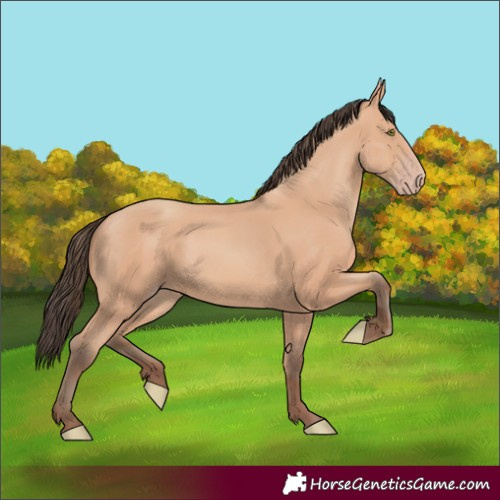 Horse Color:Amber Champagne