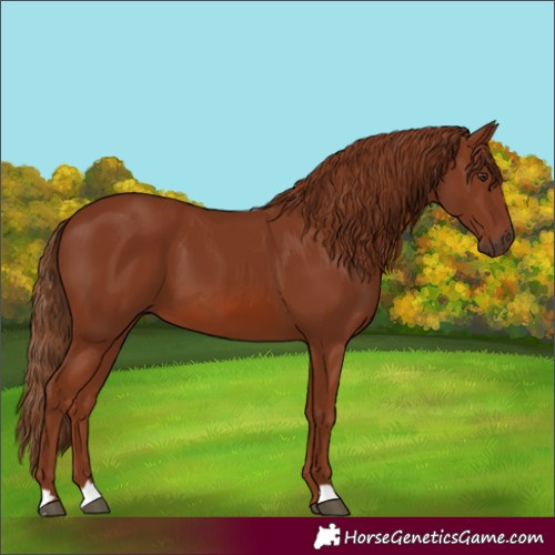 Horse Color:Chestnut 