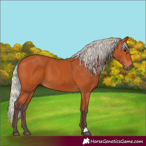 Horse Color:Silver Bay 