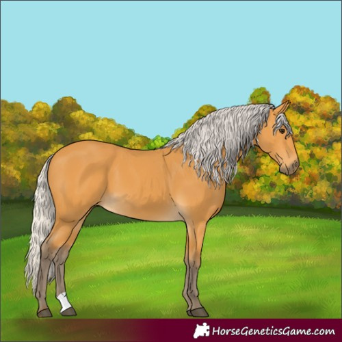 Horse Color:Silver Buckskin