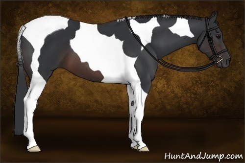 Horse Color:Brown Tobiano 