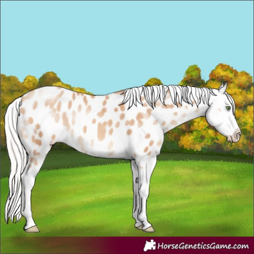 Horse Color:Silver Amber Champagne Blanket Rabicano 