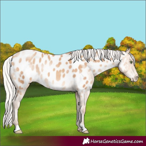 Horse Color:Silver Amber Champagne Appaloosa Rabicano 