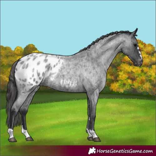 Horse Color:Blue Roan Appaloosa 