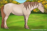 Horse Color:Buckskin Pearl 