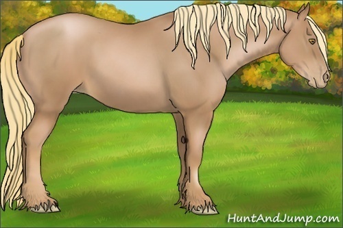 Horse Color:Chestnut Pearl