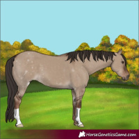 Horse Color:Liver Red Dun 