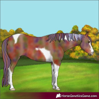 Horse Color:Painted Nacre Chestnut Tobiano 