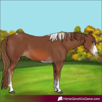 Horse Color:Chestnut Sabino Tobiano