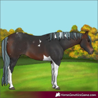 Horse Color:Painted Brown Tobiano 