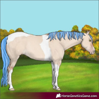 Horse Color:Painted Silver Amber Champagne Dun Tobiano Rabicano 