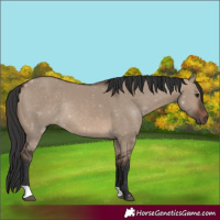 Horse Color:Brown Dun Rabicano 