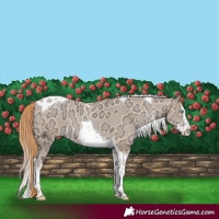 Horse Color:Buckskin Ice Pearl Sabino Splash Tobiano