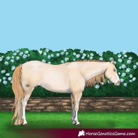 Horse Color:Buckskin Pearl Sabino Splash 