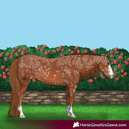Horse Color:Chestnut Ice Rabicano 