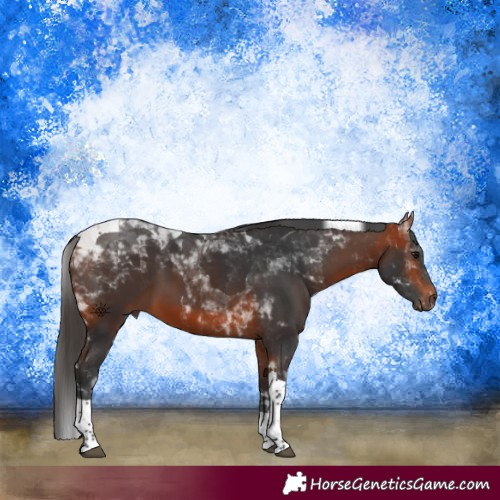 Horse Color:Bay Tobiano 