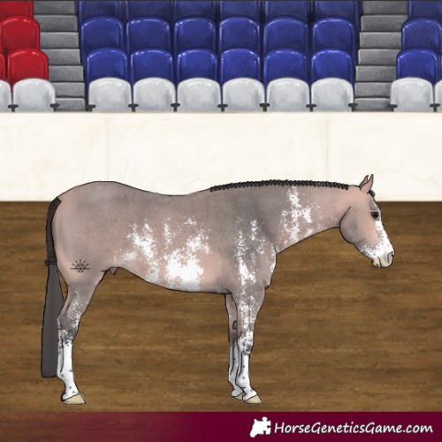 Horse Color:Platinum Bay Sabino 