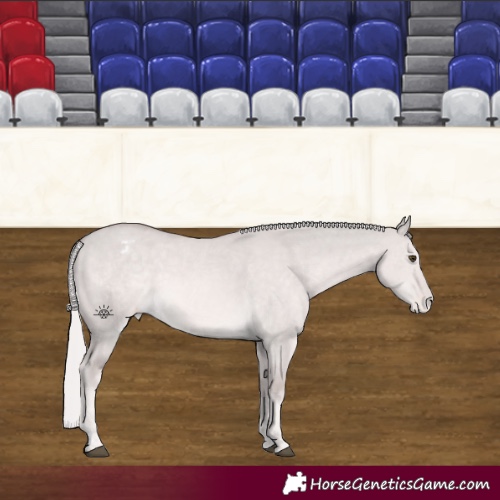 Horse Color:Platinum Palomino Dun Appaloosa 