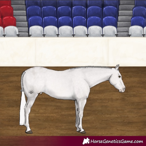 Horse Color:Platinum Palomino Dun Appaloosa 