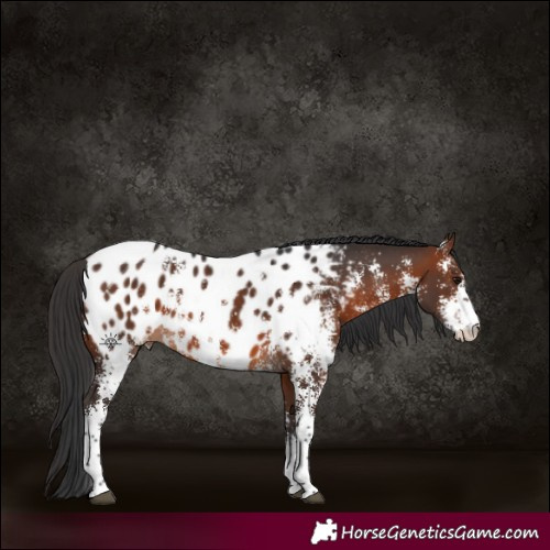 Horse Color:Brown Sabino Appaloosa 