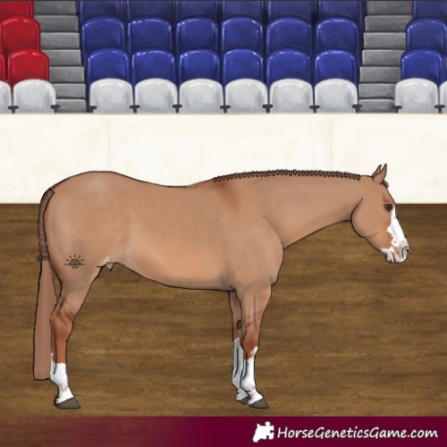 Horse Color:Red Dun Splash Appaloosa 