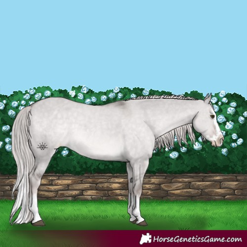 Horse Color:Platinum Chocolate Palomino Dun Splash Appaloosa