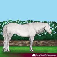 Horse Color:Platinum Chocolate Palomino Dun Splash Appaloosa 