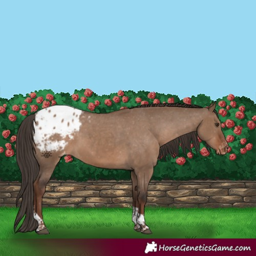 Horse Color:Liver Red Dun Tobiano Appaloosa