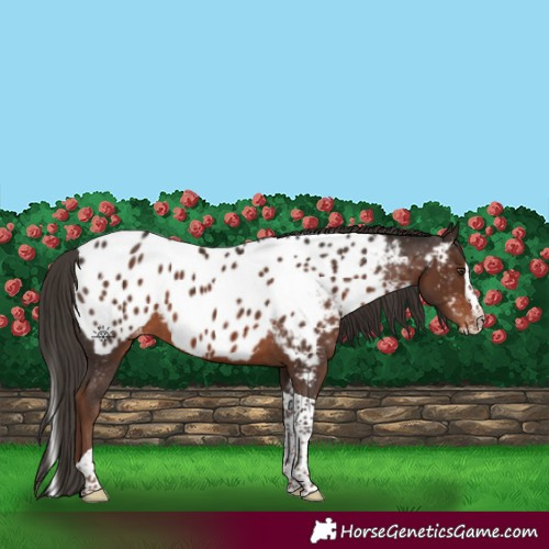 Horse Color:Liver Chestnut Splash Tobiano Appaloosa 