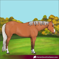 Horse Color:Unknown 