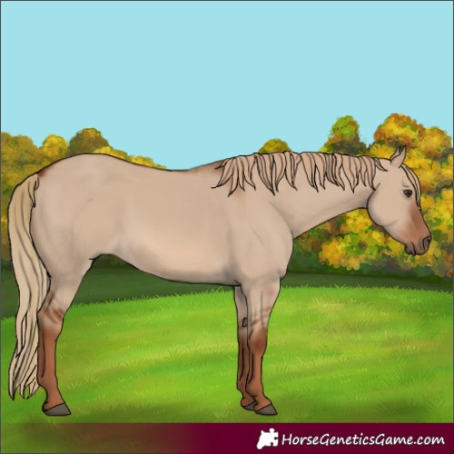 Horse Color:Unknown 