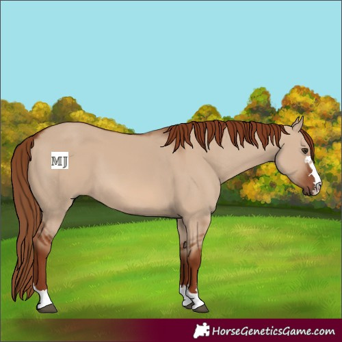 Horse Color:Red Dun