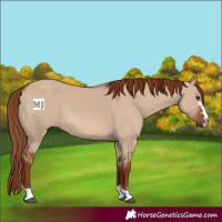 Horse Color:Red Dun 