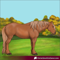 Horse Color:Chestnut 