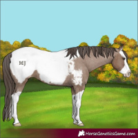 Horse Color:Liver Red Dun Splash Near Fewspot 