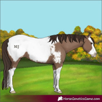 Horse Color:Liver Red Dun Splash Appaloosa