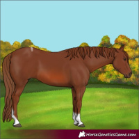 Horse Color:Chestnut Tobiano