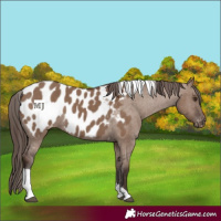 Horse Color:Liver Red Dun Tobiano Near Leopard 