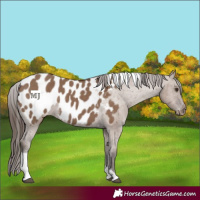 Horse Color:Liver Red Dun Tobiano Near Leopard